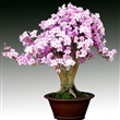 揚(yáng)中桃花